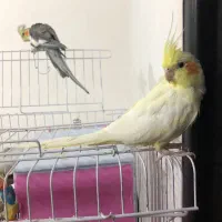 عروس هلندی|پرنده|رشت, جماران|دیوار