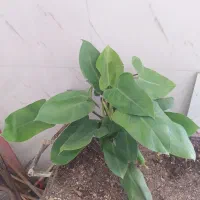 گل و گیاه فیلودندرون گوش گرگی