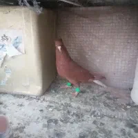 کبوتر سرخ دم سفید