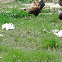 خروس دورگه|حیوانات مزرعه|سرپل ذهاب, |دیوار