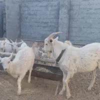 بزغاله سانن