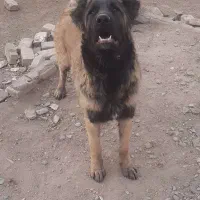 واگزاری توله سرابی