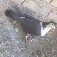 کفتر|پرنده|قائن, |دیوار