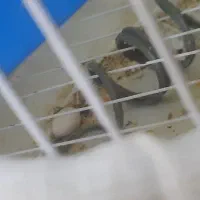 طوطی برزیلی ماده مارال آماده|پرنده|ملارد, |دیوار