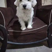 سگ پاپی شیتزو