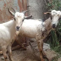 کهره نر|حیوانات مزرعه|بندرعباس, |دیوار