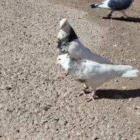 کبوتر طوقی و دمبی ماده