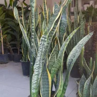 سانسوریا سطل هفت شمشیری ابلق لب طلایی|گل و گیاه طبیعی|قم, نیروگاه|دیوار