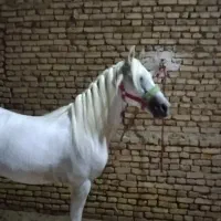 اسب