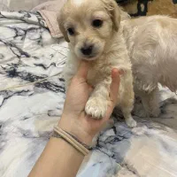 توله شیتزو پودل