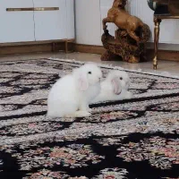 خرگوش لوپ واگذاری