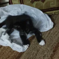 گربه