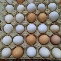 تخم مرغ بومی