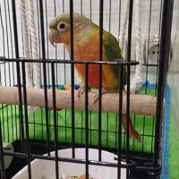 طوطی گرینچیک