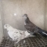 کبوتر.پرشی|پرنده|خمینیشهر, |دیوار