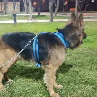 واگذاری نر ژرمن اصیل