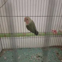 طوطی برزیلی ۵ عدد|پرنده|ارومیه, |دیوار