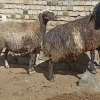 ۲ میش گوسفند بز بره|حیوانات مزرعه|بروجرد, |دیوار