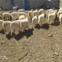 با سلام تعداد بز ونری به فروش می رسد|حیوانات مزرعه|بافت, |دیوار