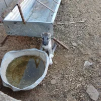 فروش توله نر ۲ماه