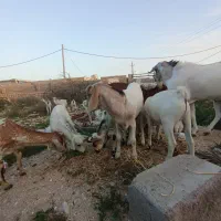 کهره نر و ماده بندر لنگه