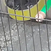 فنچ بنگالی