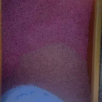 بذر گندم دیم سردای