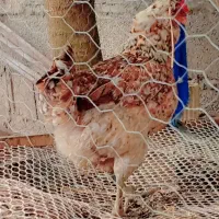 مرغ گلین قهوه ای