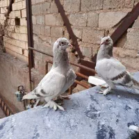 ترکیه خون خالص