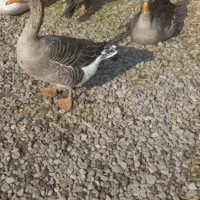 دوعدد غازمحلی نروماده