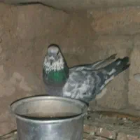 دو عدد کبوتر تهرانی|پرنده|اسلام آباد, |دیوار