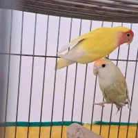 طوطی برزیلی|پرنده|بهار, |دیوار