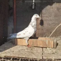 کبوتر پرشی|پرنده|علیآباد کتول, |دیوار