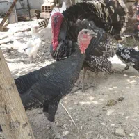 بوقلمون زیر مرغی جوان