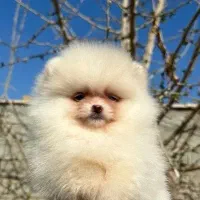 پامرانین خرسی اصیل