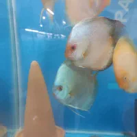 دیسکس|ماهی|تهران, تهران‌ویلا|دیوار