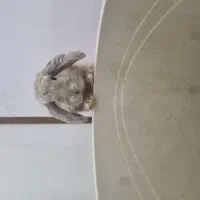 خرگوش نرم و بازیگوش