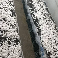 پرورش قارچ توی خونه