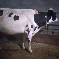 گاوشیری با گوساله نر