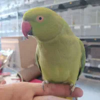 کشور گیرینچیک ملنگو راهب شاه طوطی سخنگو ضمانت ۵سال|پرنده|تهران, سلسبیل شمالی|دیوار