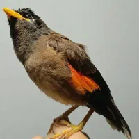 مرغ مینا