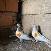 کبوتر کله زرد