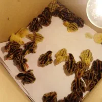 جوجه بلدرچین