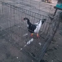 کبوتر