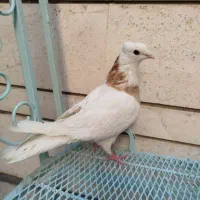کبوتر طوقی ماده پالخت زرد پاک|پرنده|اصفهان, فیض|دیوار