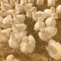 جوجه بوقلمون بیوتی۶.یک روزه و نیمچه در بابلسر