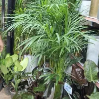 انواع گلهای آپارتمانی|گل و گیاه طبیعی|رشت, فلسطین|دیوار