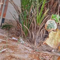 پاجوش بچه نخل اصل برحی