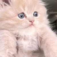 گربه اسکاتیش