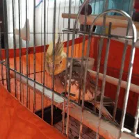 عروس هلندی|پرنده|کلاچای, |دیوار